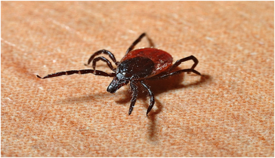 Can Lyme disease be fatal