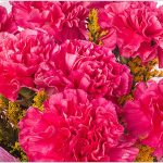 Why are carnations used to express love?