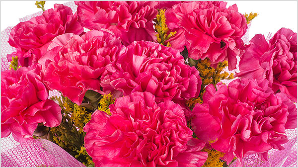 Why are carnations used to express love?