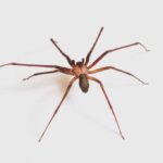 Spider Next Door